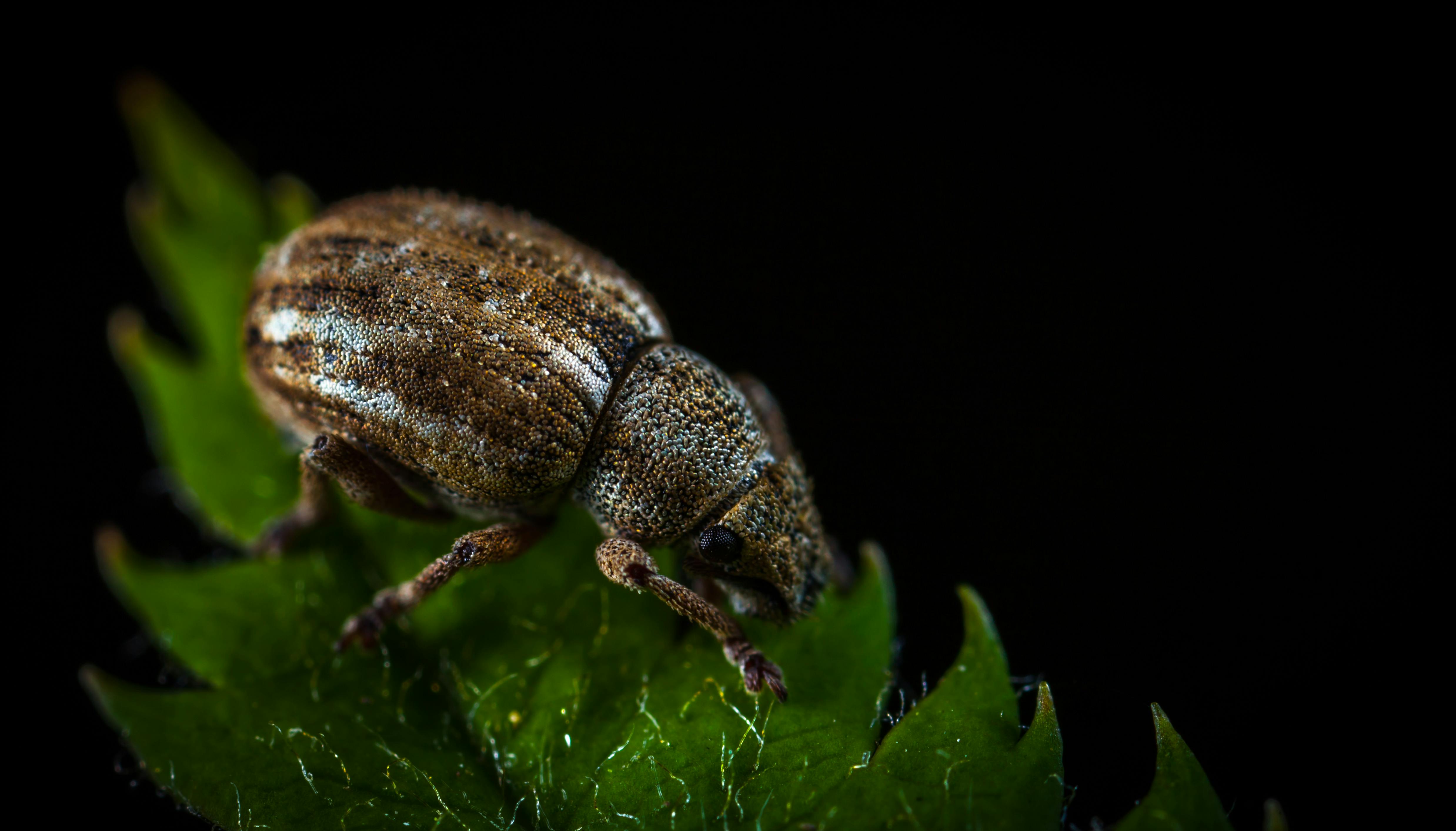 weevils